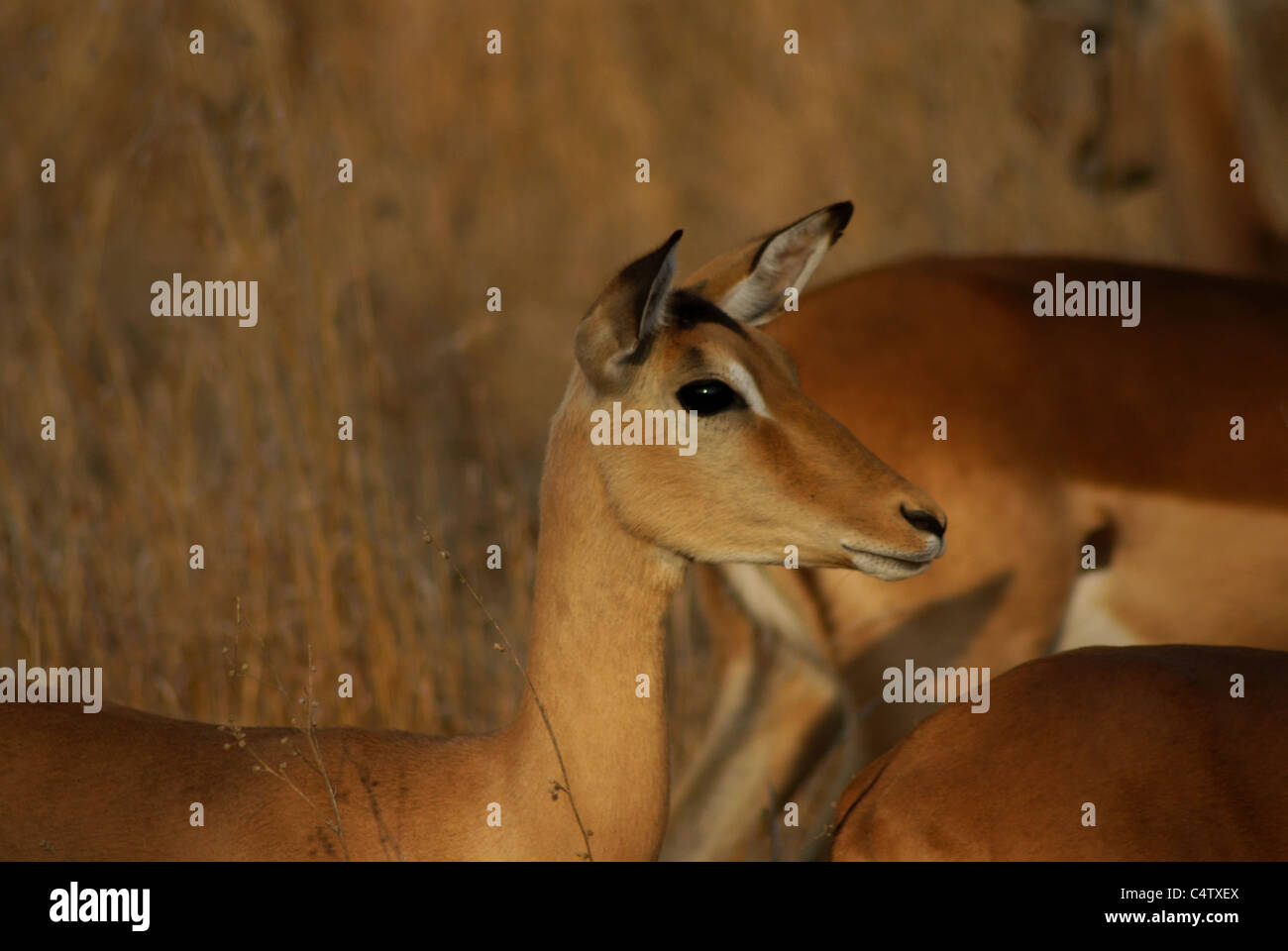 Wilde Impala-Antilopen Stockfoto