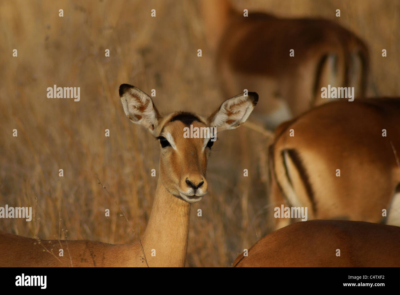 Wilde Impala-Antilopen Stockfoto