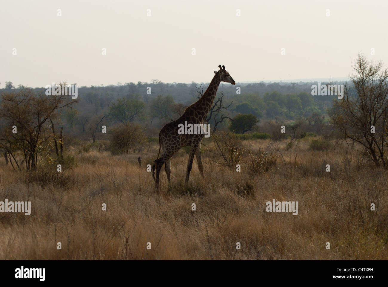 Giraffe im Krüger Nationalpark, Südafrika Stockfoto
