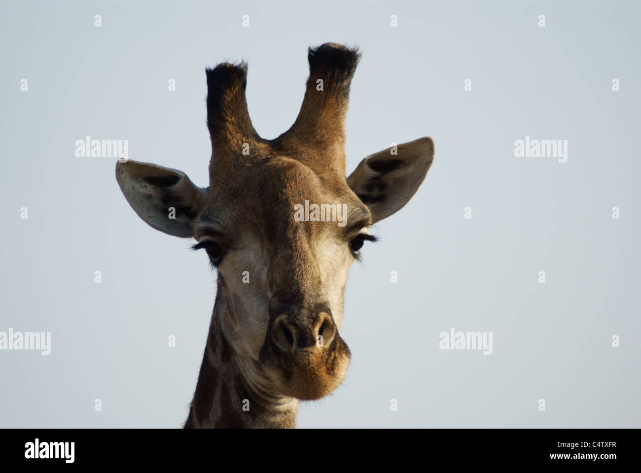 Giraffe im Krüger Nationalpark, Südafrika Stockfoto