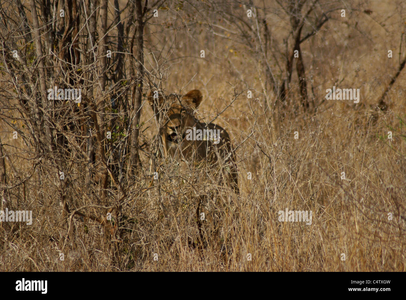 Wilde Löwin Stockfoto
