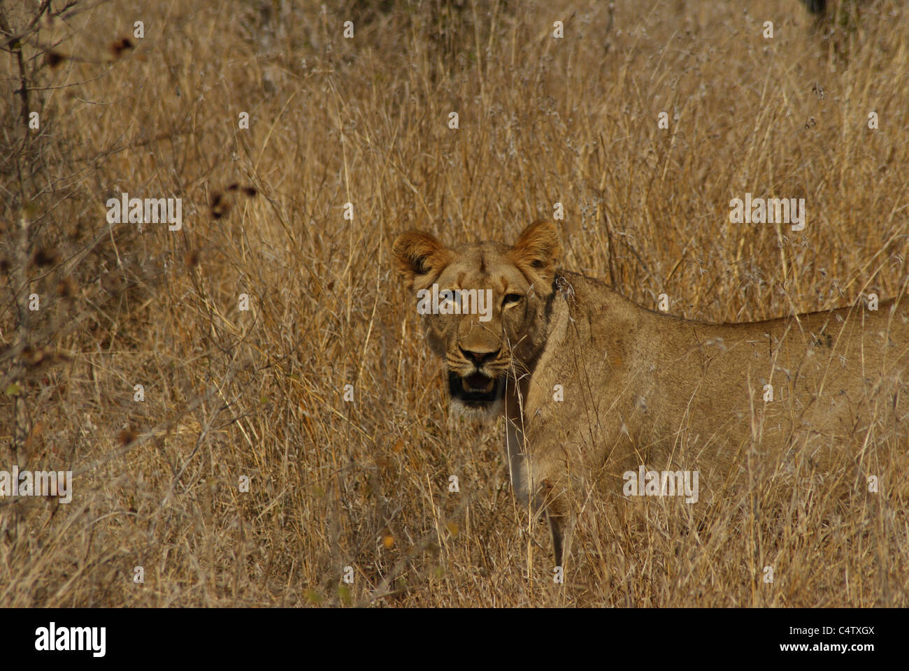 Wilde Löwin Stockfoto