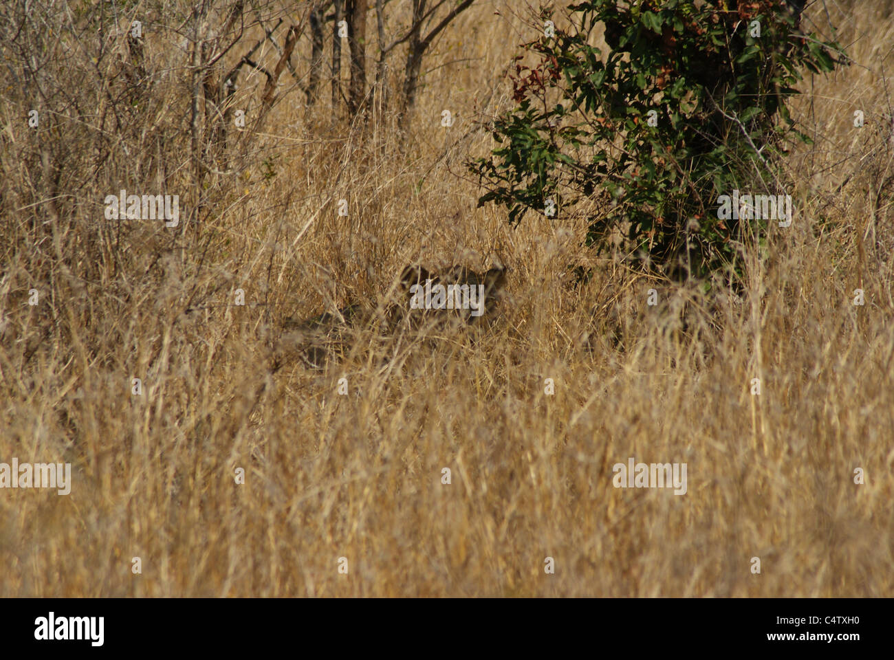 Wilde Löwin Stockfoto
