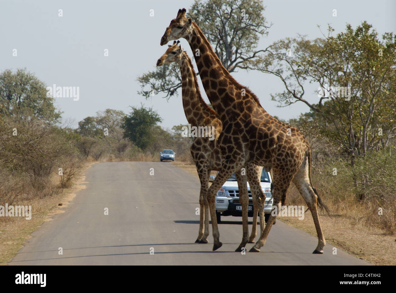 Giraffe im Krüger Nationalpark, Südafrika Stockfoto