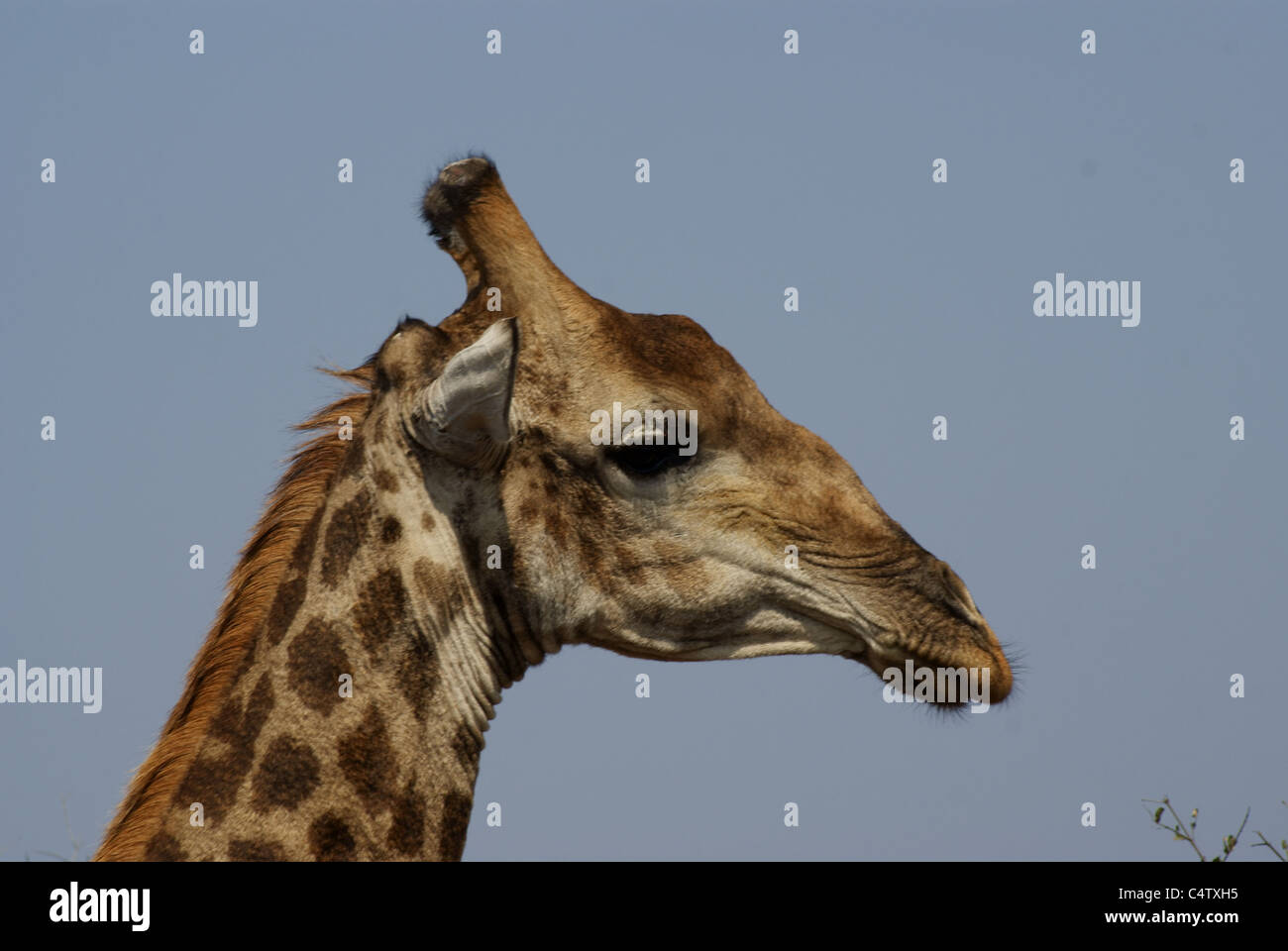 Giraffe im Krüger Nationalpark, Südafrika Stockfoto