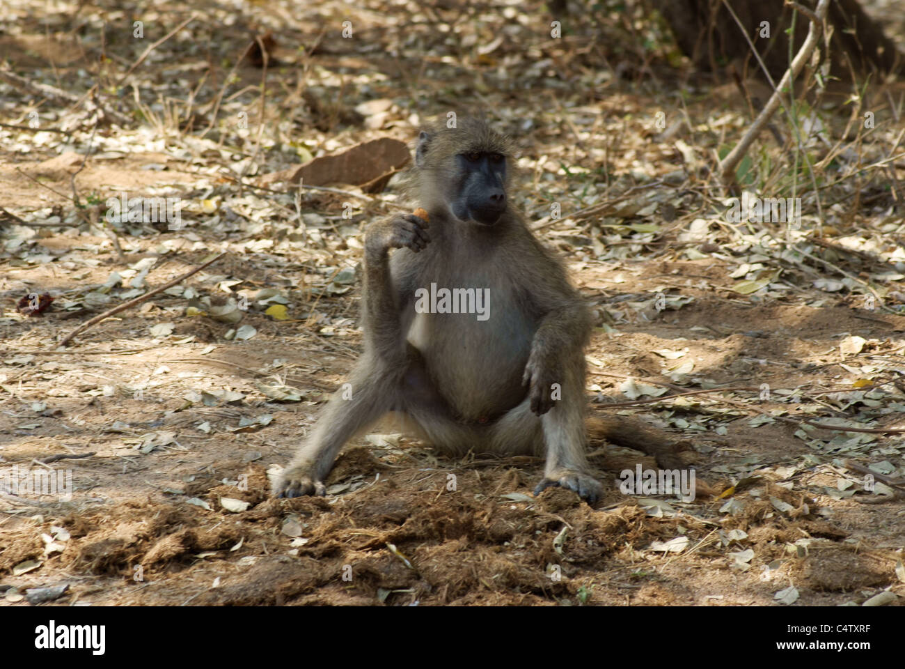Vervet Affen Stockfoto