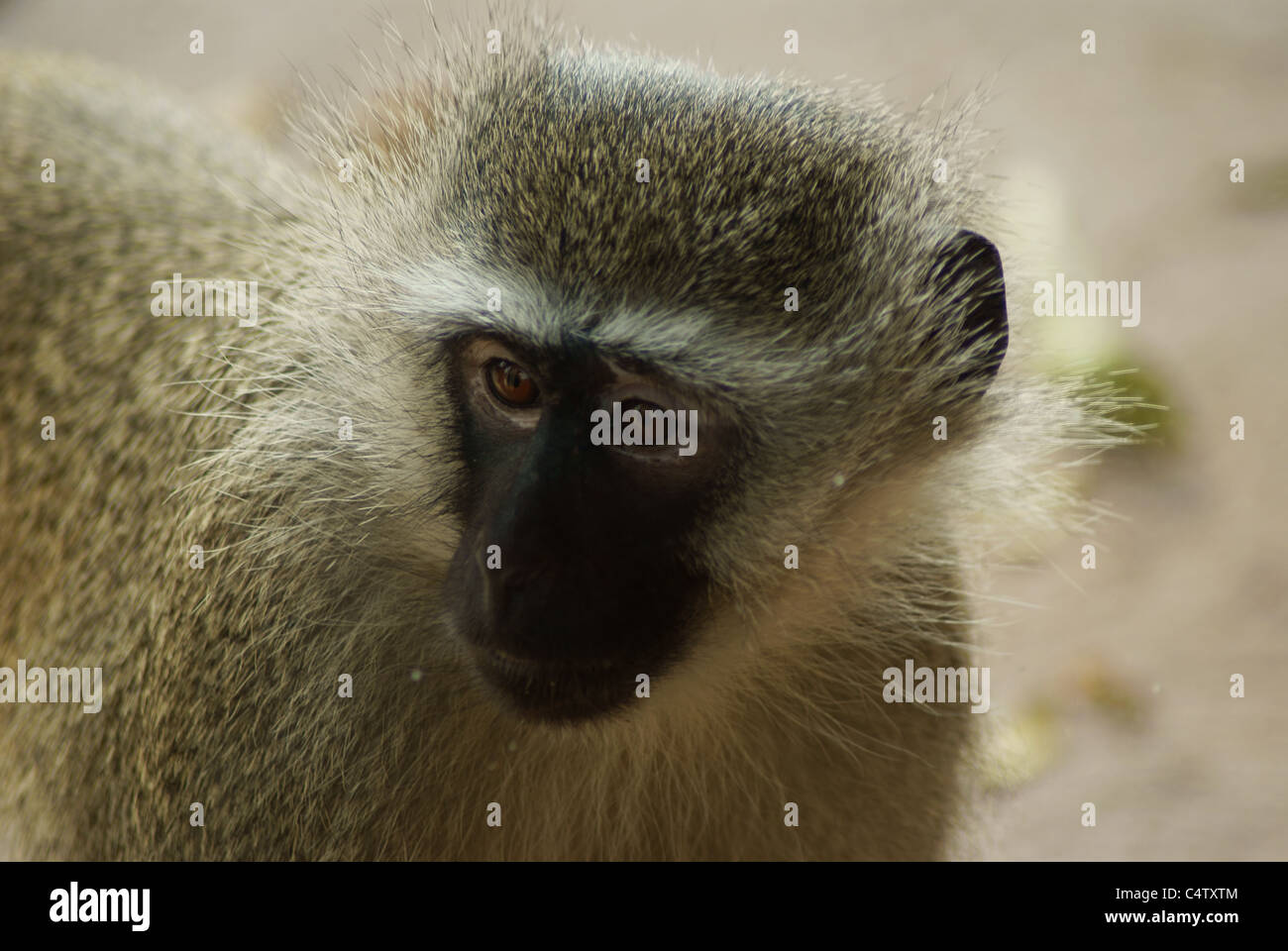 Vervet Affen Stockfoto