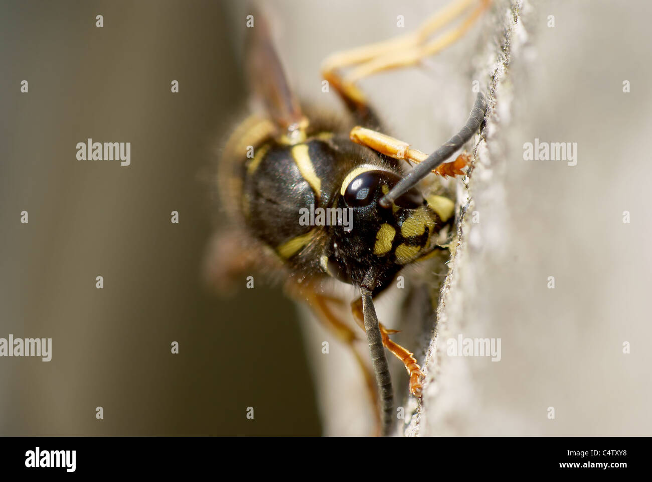 Wasp-Makro Stockfoto