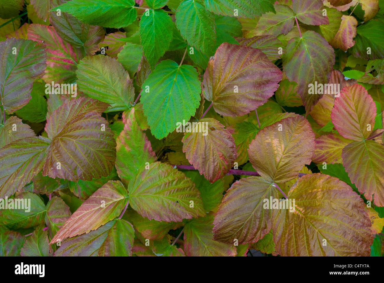 Himbeere Blätter (Rubus Idaeus) im Herbst Stockfoto