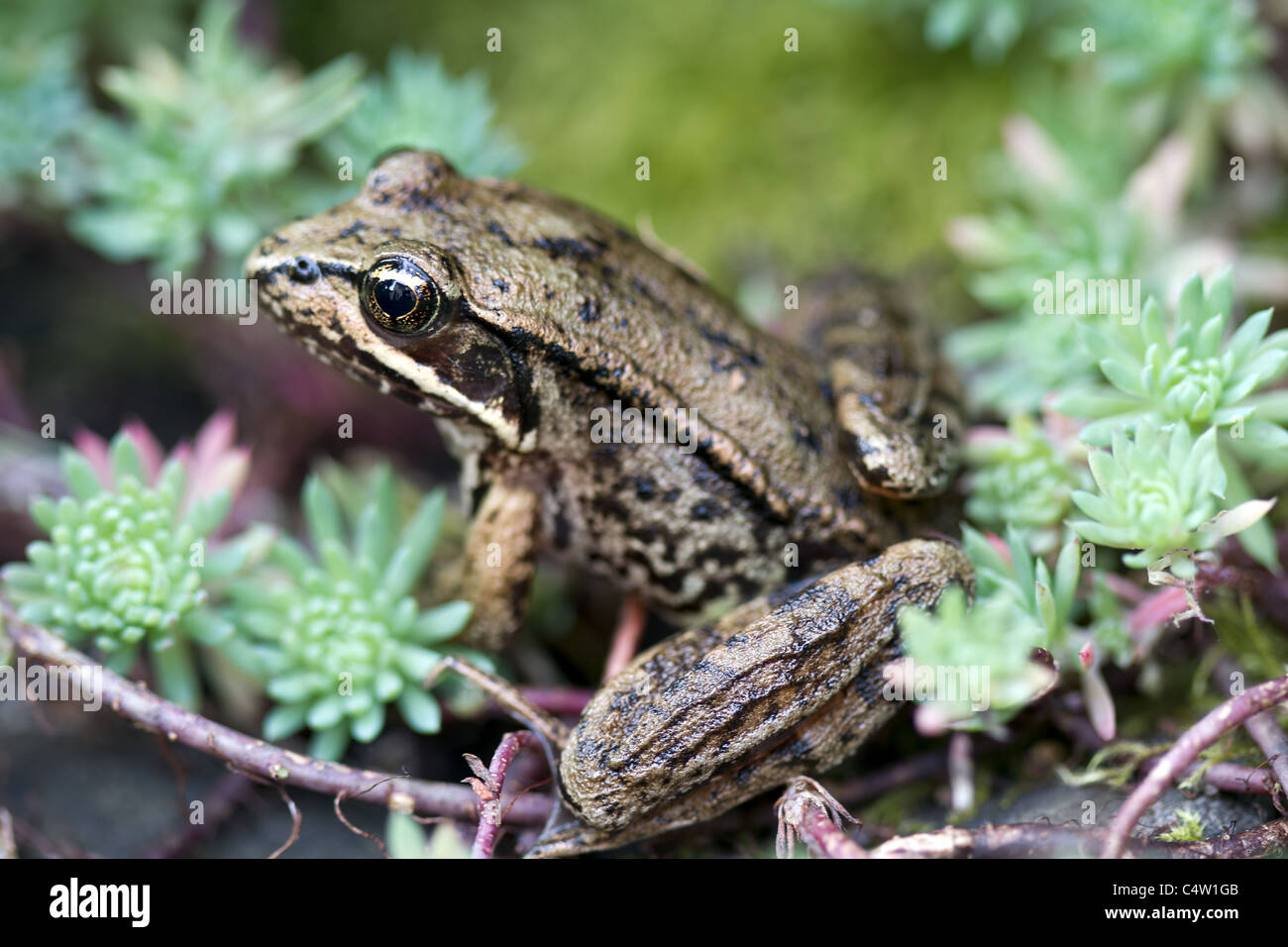 Pacific Laubfrosch unter sukkulenten Pflanzen im Garten Stockfoto