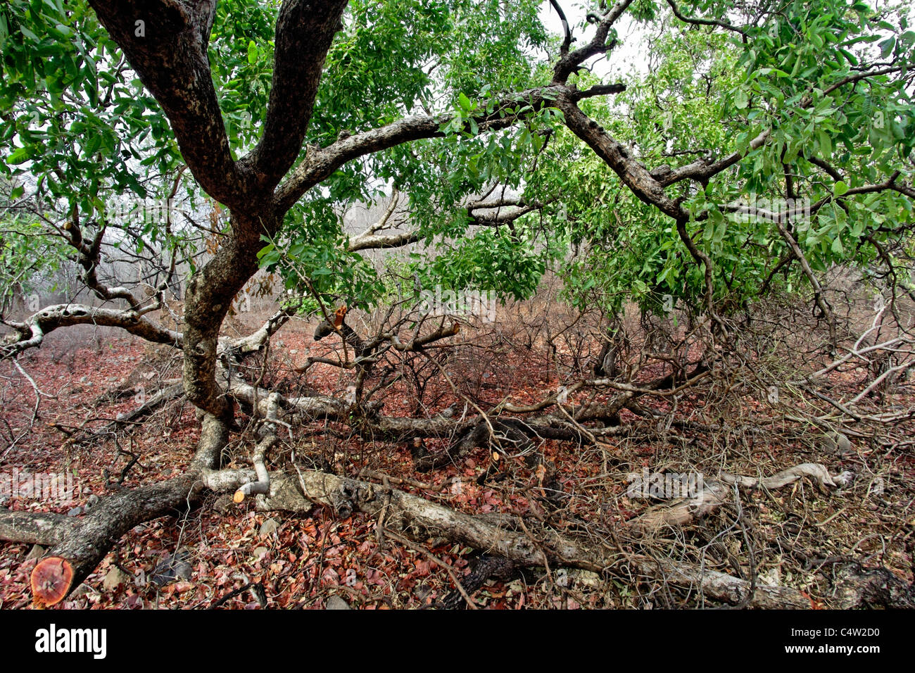 Ein umgestürzter Baum und eine rote Blätter im Vordergrund im Ranthambore Tiger Reserve, Rajasthan, Indien. Stockfoto