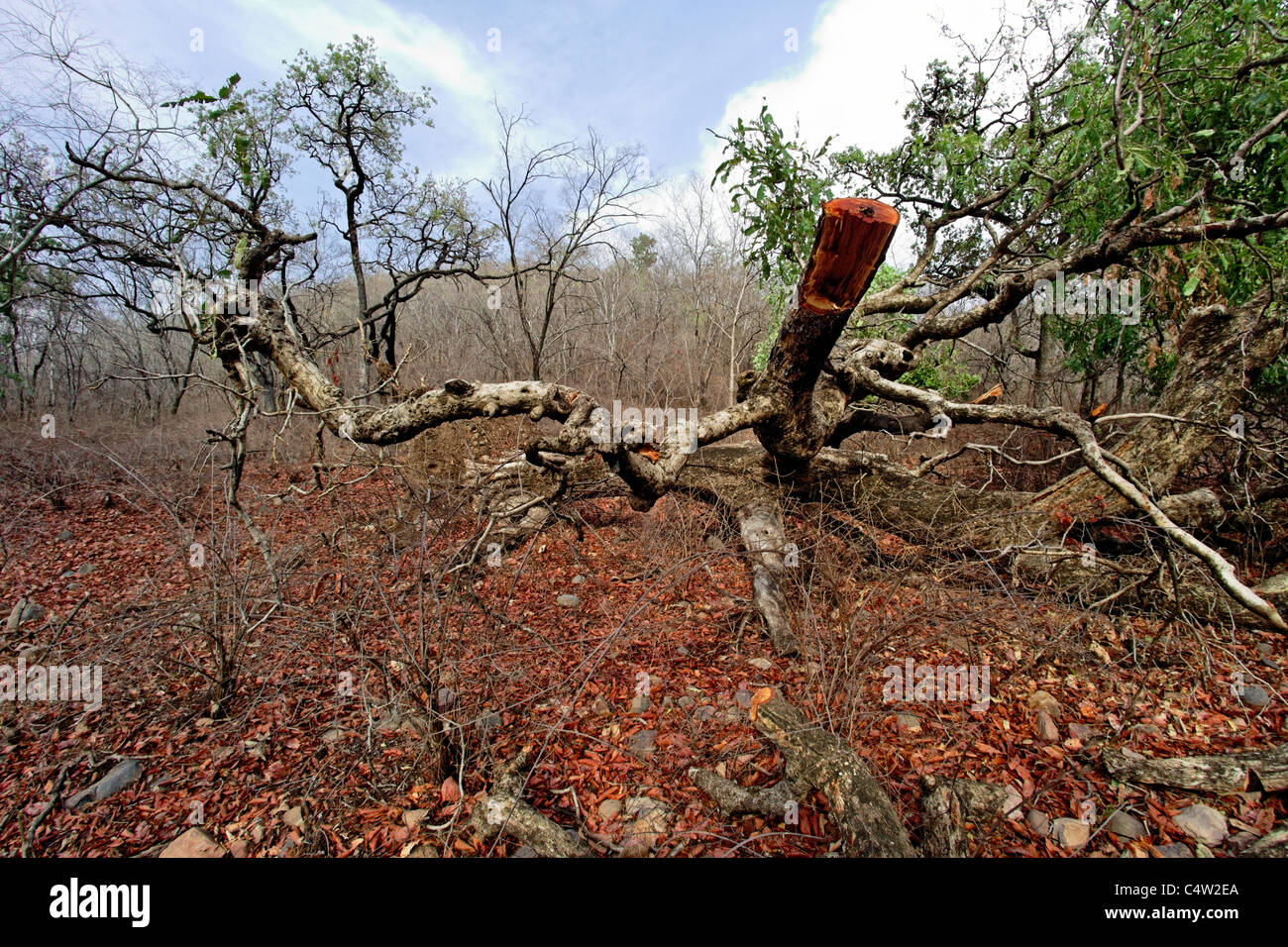 Einen wilden Wald Lebensraum und einen umgestürzten Baum im Ranthambore Tiger Reserve, Rajasthan Indien. Stockfoto