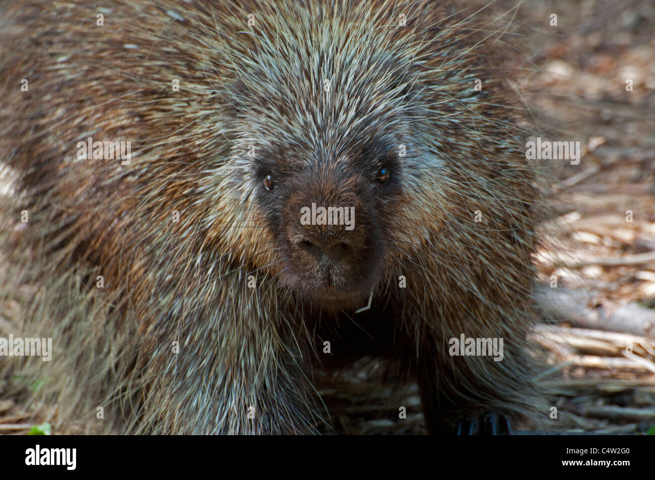Nahaufnahme von einem kanadischen Stachelschwein. Stockfoto