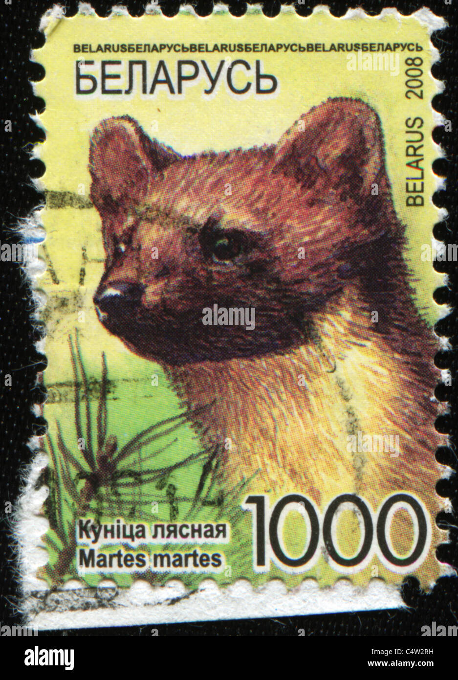 Weißrussland - CIRCA 2008: Eine Briefmarke gedruckt in Belarus zeigt europäischen Baummarder - Martes Martes, ca. 2008 Stockfoto