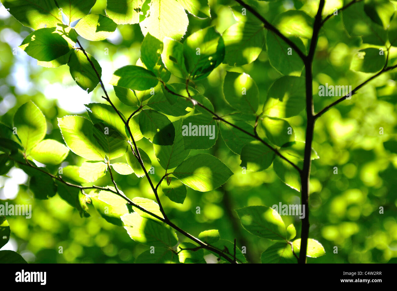 Buche Baumkronen im Wald Stockfoto