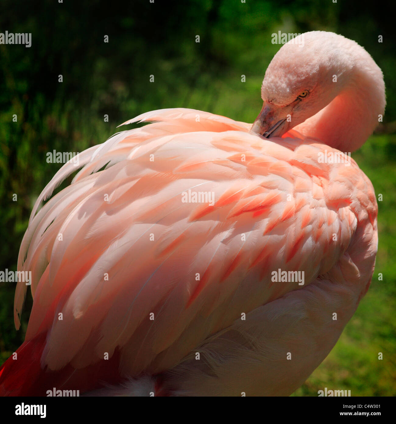 Ein chilenischer Flamingo putzen. Stockfoto