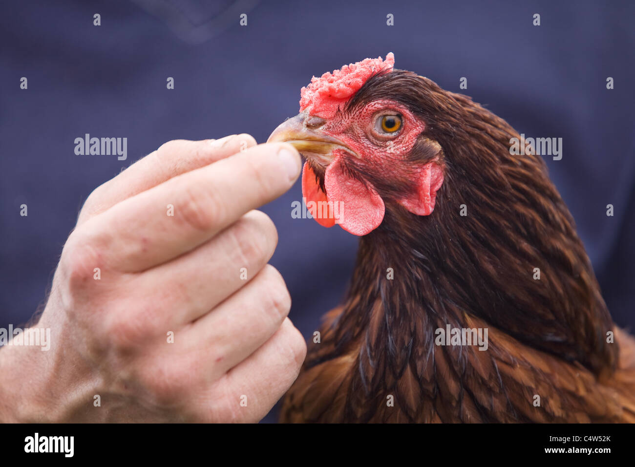 Überprüfung des Zustands eines Huhns Schnabel, um sicherzustellen, dass es einen gesunden und glücklichen Vogel ist Stockfoto