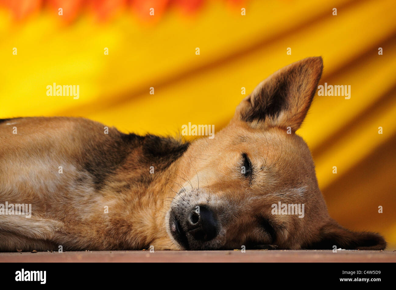 Hund, Mahabodhi Tempel, Bodh Gaya, Bezirk Gaya, Bihar, Indien Stockfoto