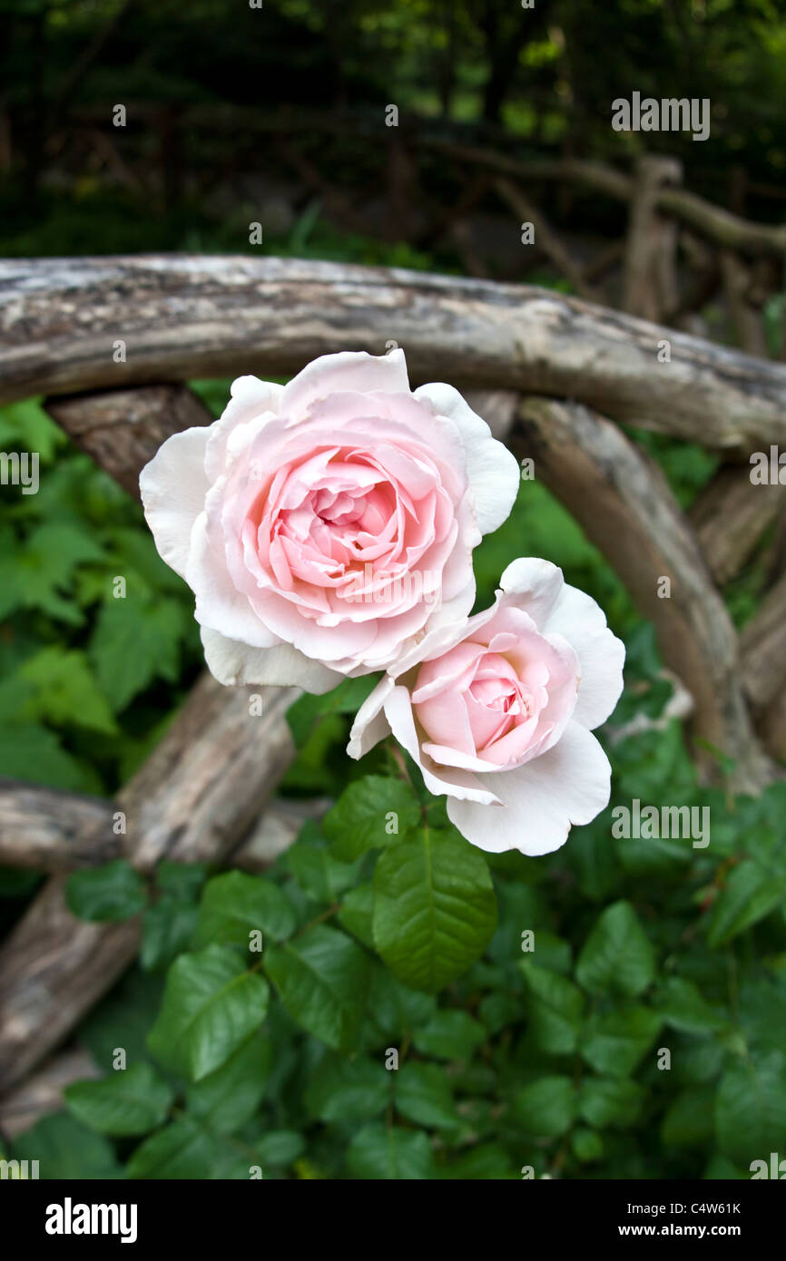 Shakespeare-Gärten im Central Park in New York City rosa Rosen Stockfoto