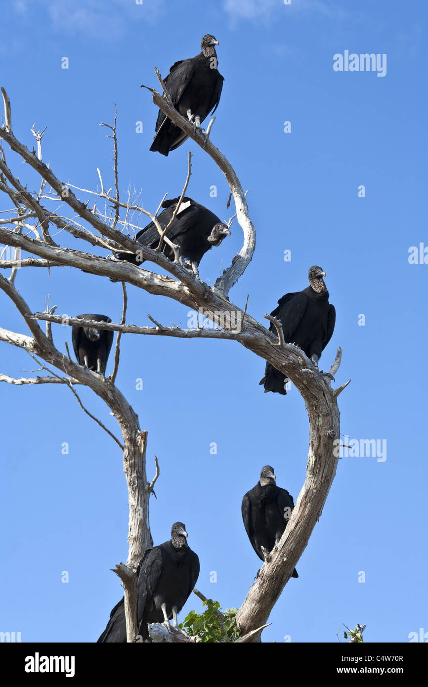 Schwarze Geier sitzt erwartungsvoll auf kahlen Äste des Baumes Stockfoto