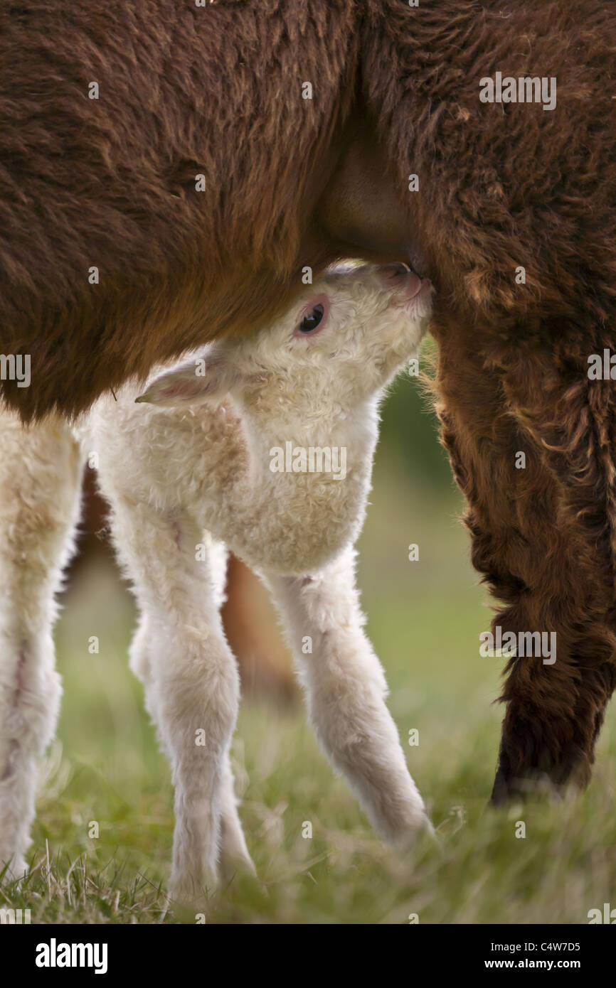 Neugeborenes Baby Alpaka Spanferkel Stockfoto
