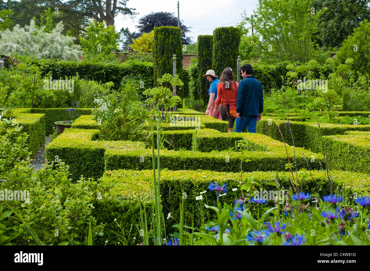 Bryans Boden - ein formaler Garten mit Hedge-Box / Eibe Formschnitt - blaue  Kornblumen in den Vordergrund und Besucher darber hinaus. VEREINIGTES  KNIGREICH Stockfotografie - Alamy