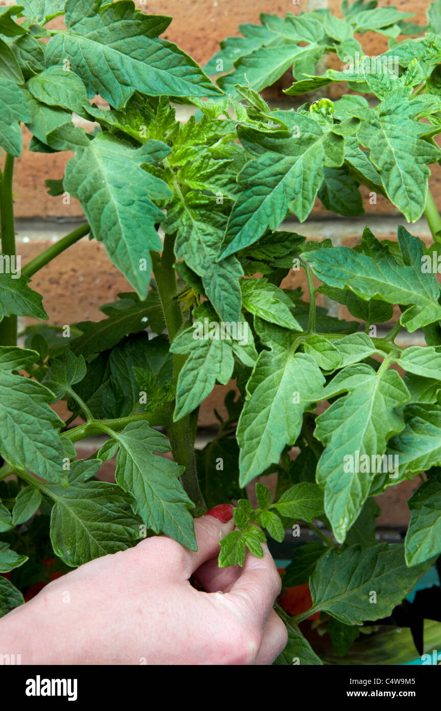 junge Frau, kneifen, Seitensprosse von Tomatenpflanzen Stockfoto