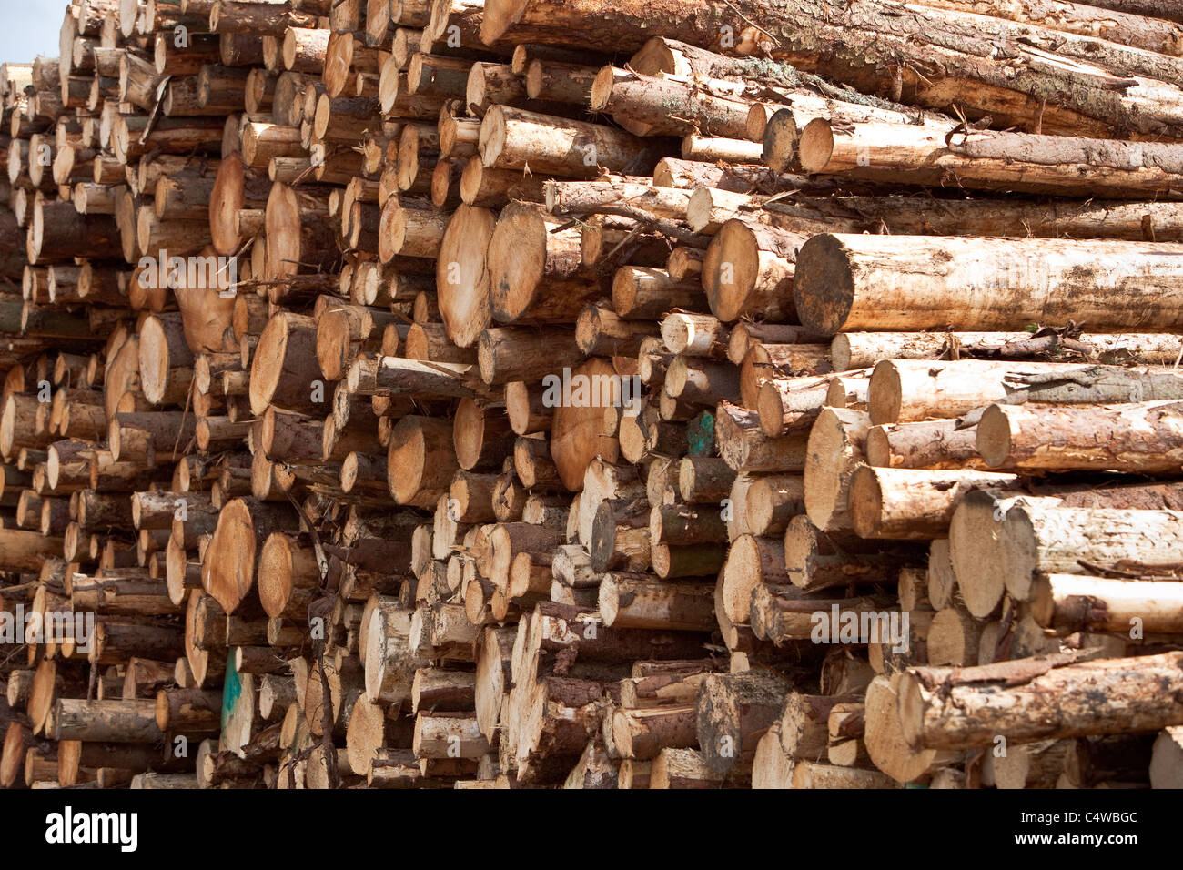 Die Holzfällerindustrie stapelte Holz, das aus lokalen Wäldern geschnitten wurde und auf den Export am Kai wartete, in den Montrose Docks Scotland UK Stockfoto