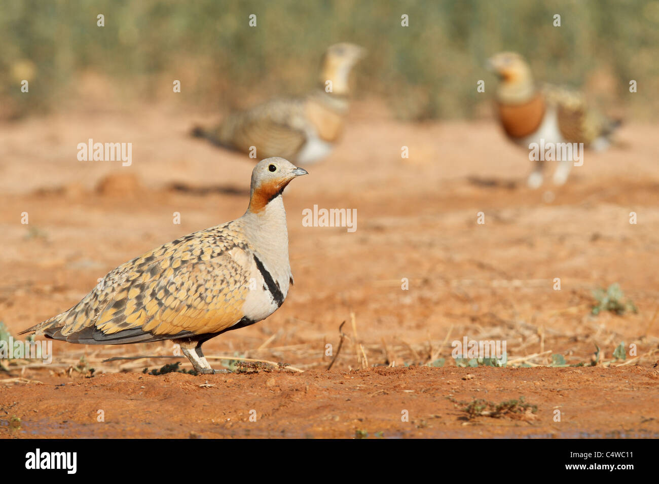 Schwarzbäuchigen Sandgrouse (Pterocles Orientalis) und Pin-tailed Sandgrouse (Pterocles Alchata), Aragon, Spanien. Stockfoto