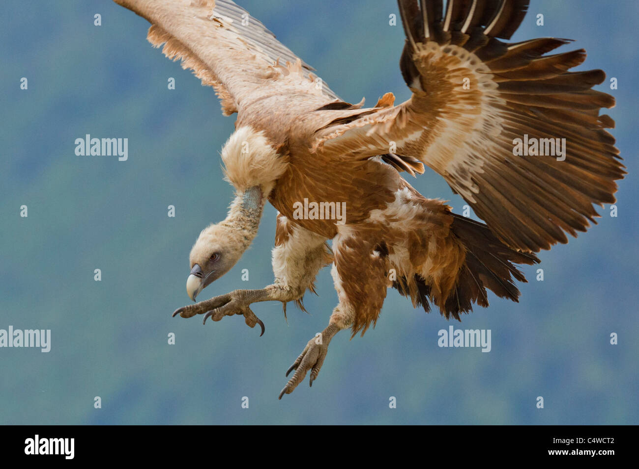 Gänsegeier (abgeschottet Fulvus) in fliegen, Pyrenäen, Spanien Stockfoto