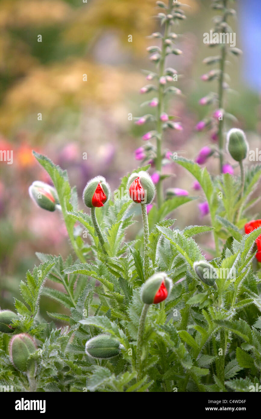 Mohnblumen in Bauerngarten, England UK eröffnet Stockfoto