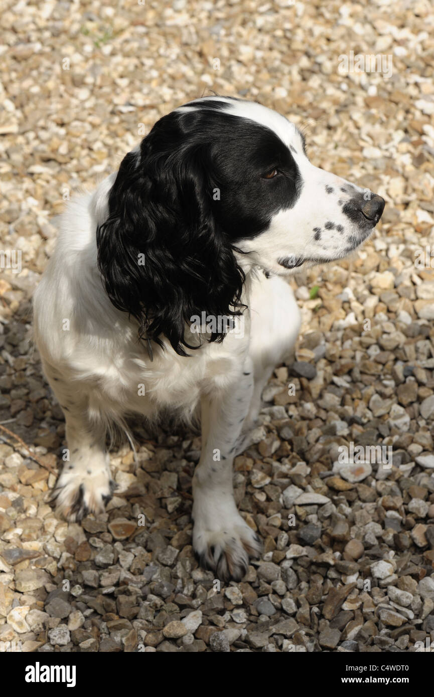 photo Black And White Working Cocker Spaniel alamy