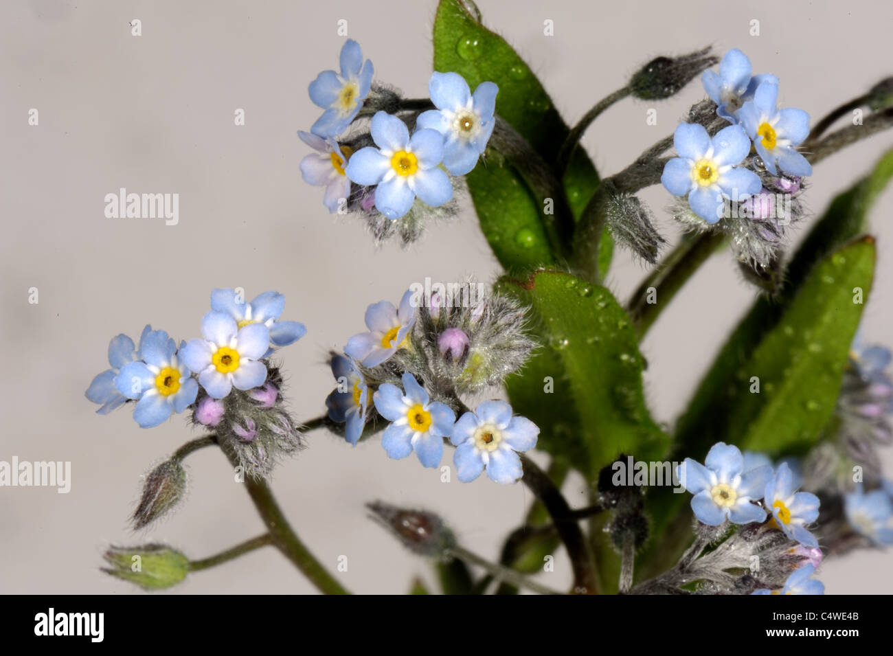 Blumen Vergissmeinnicht (Myosotis Arvensis) Stockfoto