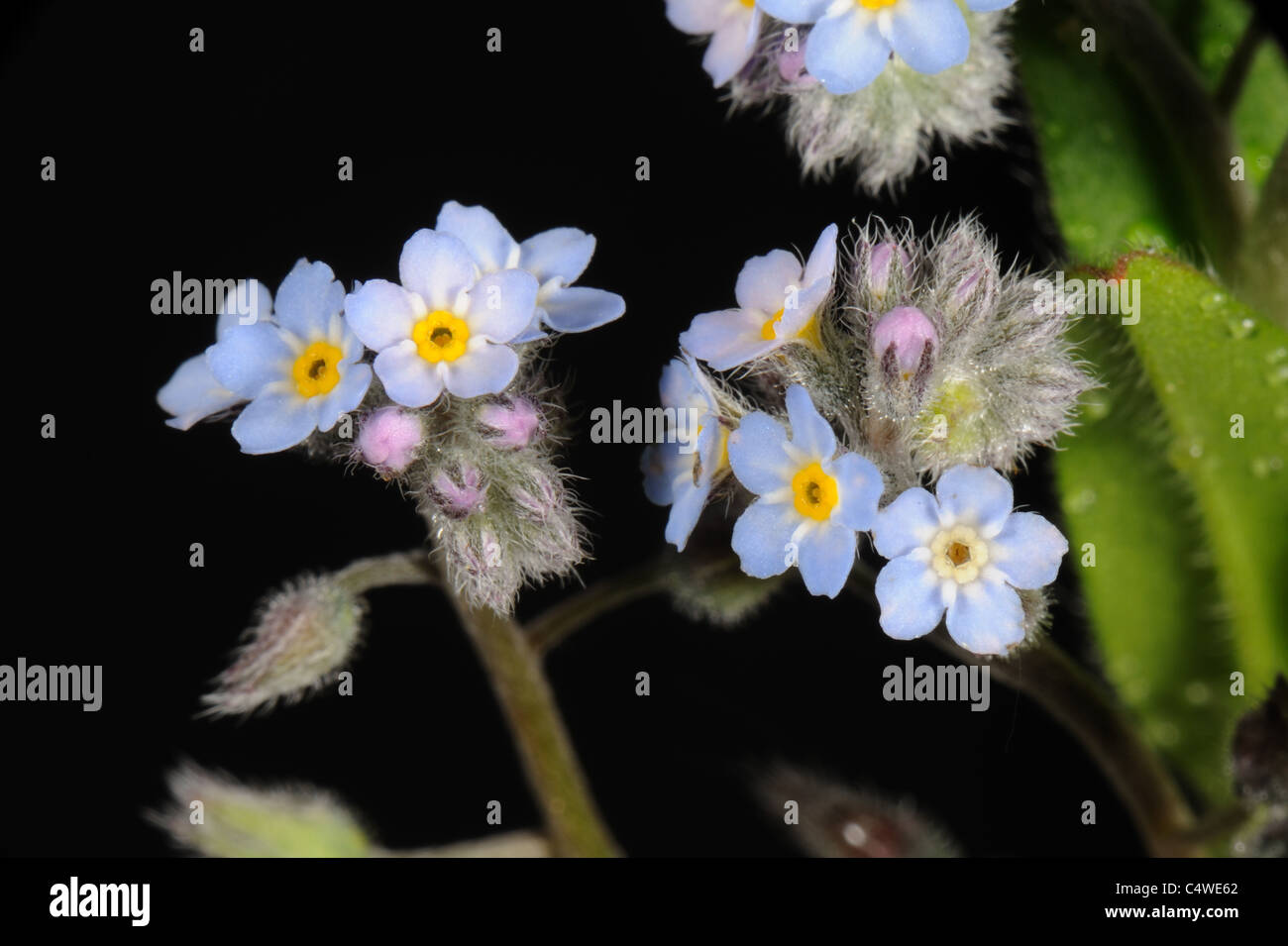 Blumen Vergissmeinnicht (Myosotis Arvensis) Stockfoto