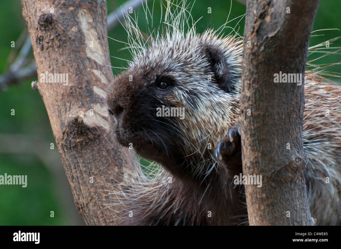 Nahaufnahme von einem kanadischen Stachelschwein. Stockfoto