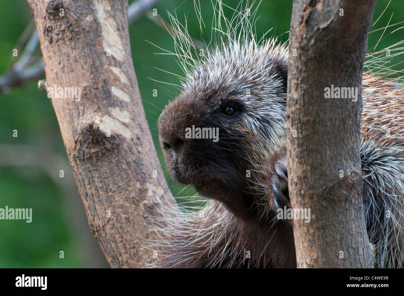 Nahaufnahme von einem kanadischen Stachelschwein. Stockfoto