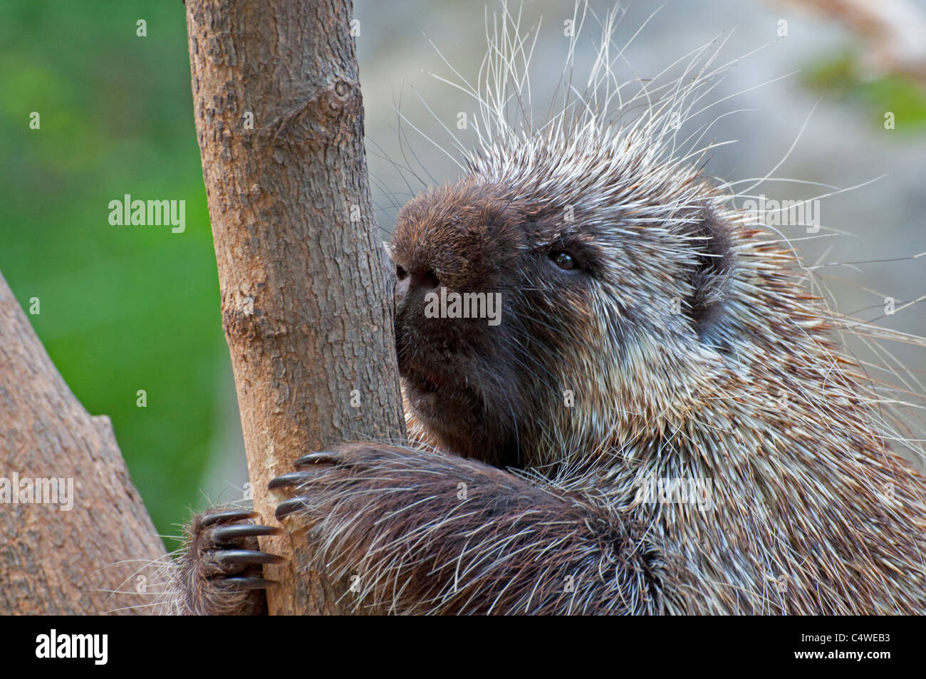 Nahaufnahme von einem kanadischen Stachelschwein. Stockfoto