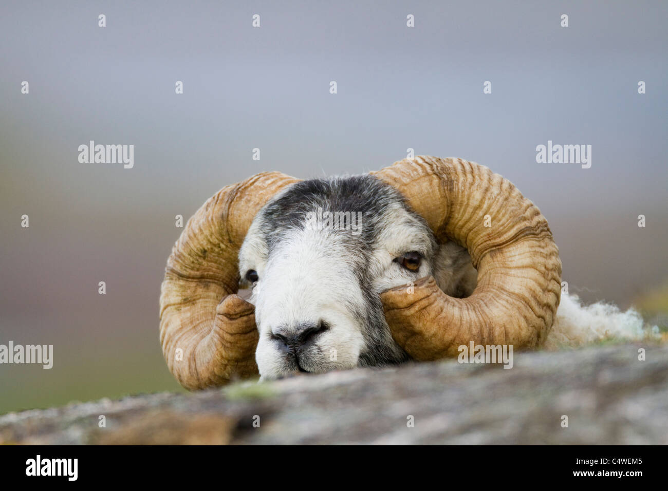 RAM; auf Mull; Schottland Stockfoto