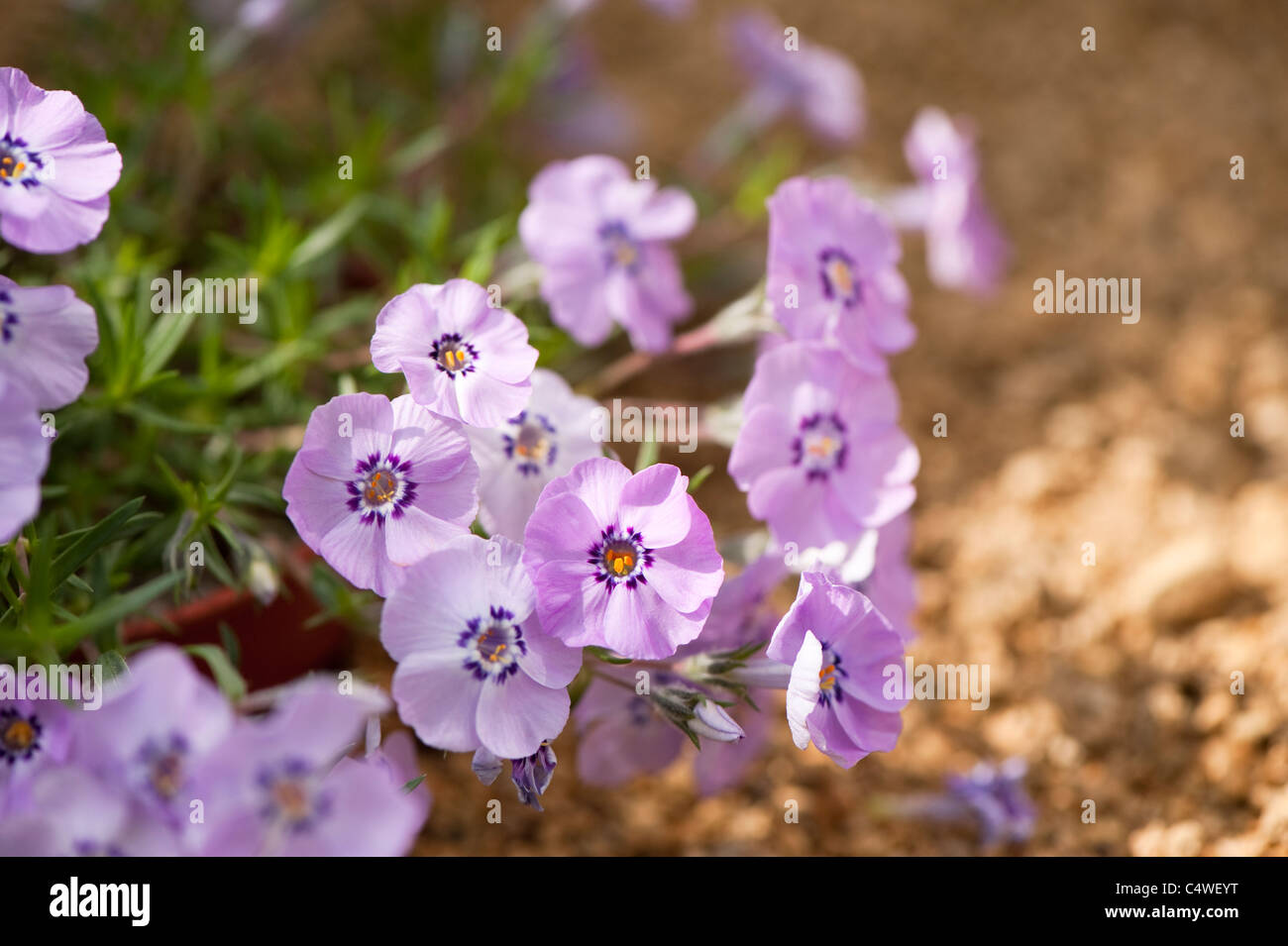 Phlox Douglasii 'Ronsdorfer Schöne' in Blüte Stockfoto