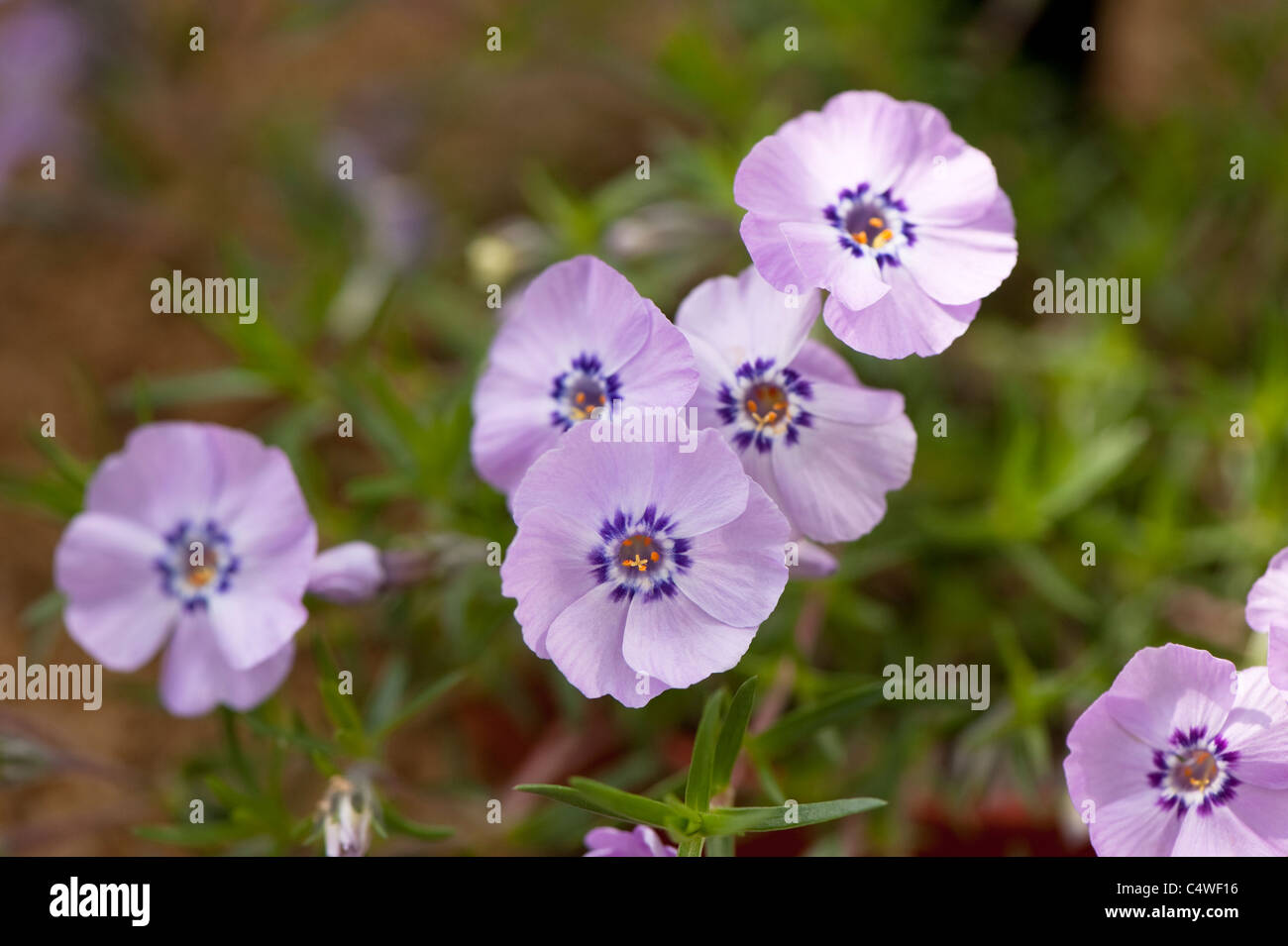 Phlox Douglasii 'Ronsdorfer Schöne' in Blüte Stockfoto