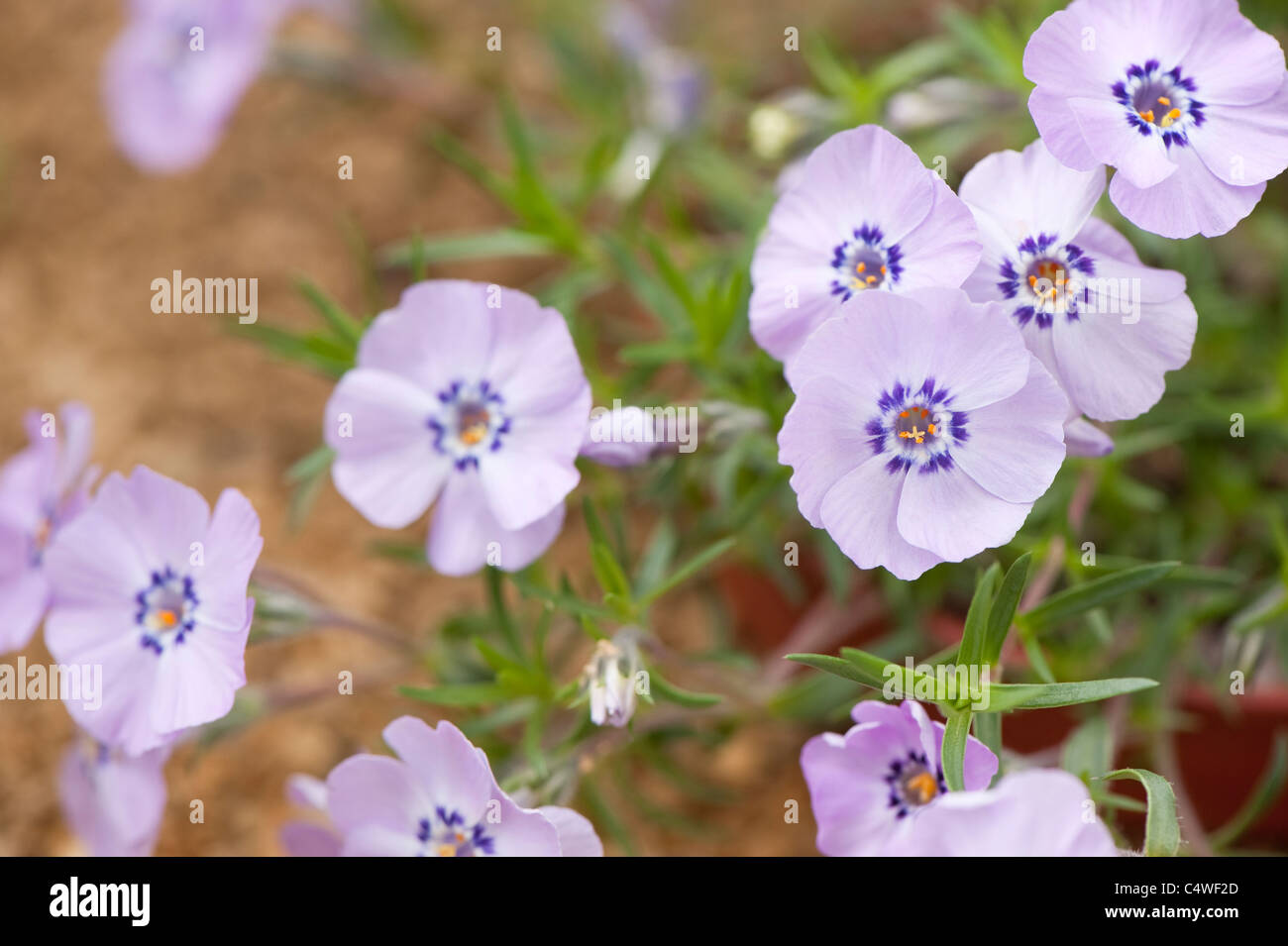 Phlox Douglasii 'Ronsdorfer Schöne' in Blüte Stockfoto