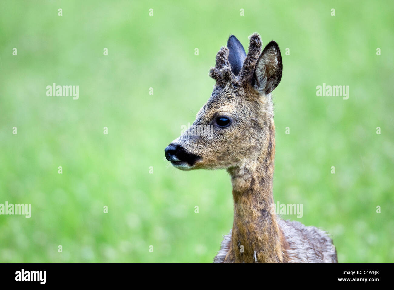 Reh; Capreolus Capreolus; Schottland Stockfoto