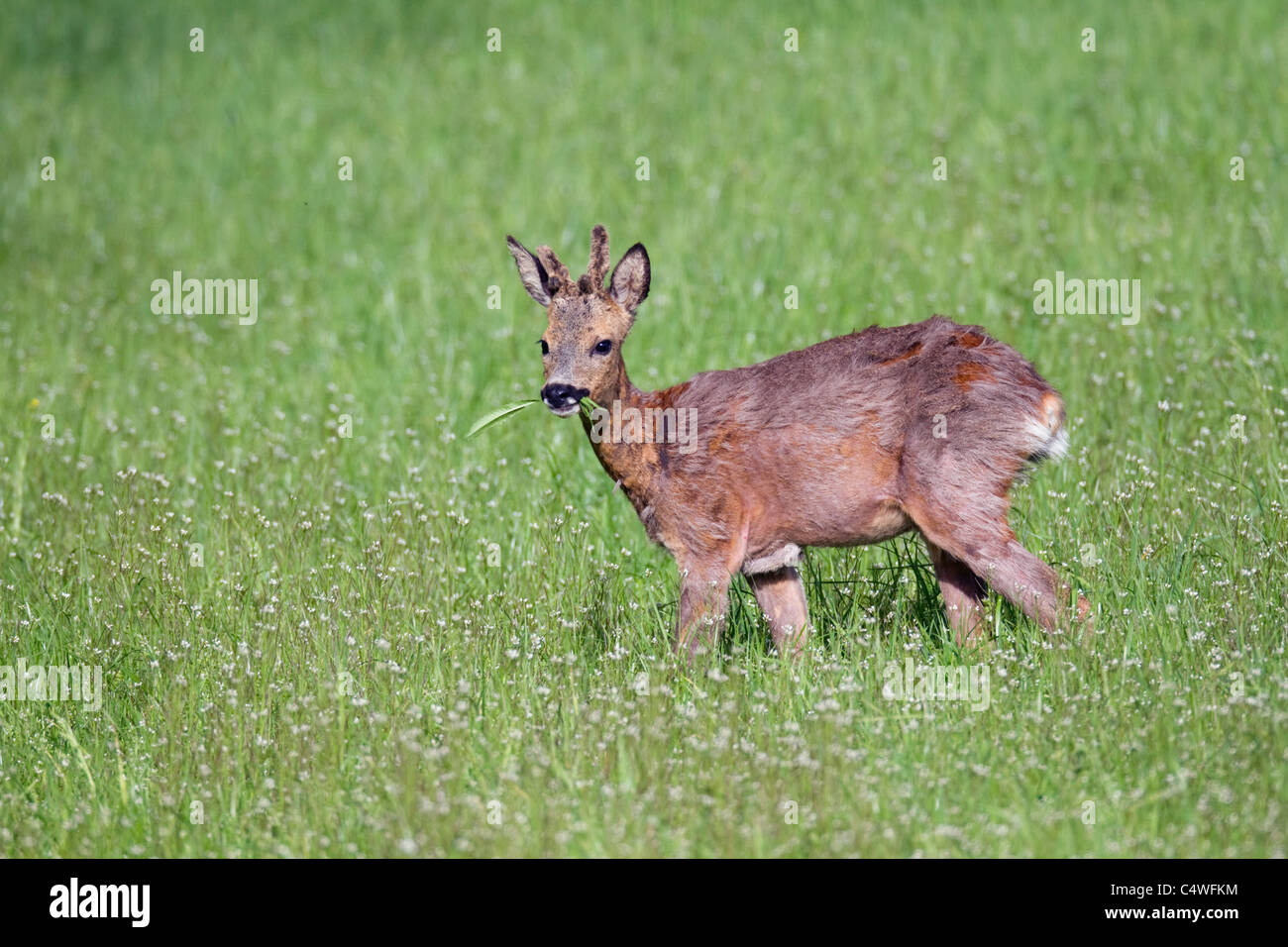 Reh; Capreolus Capreolus; Schottland Stockfoto