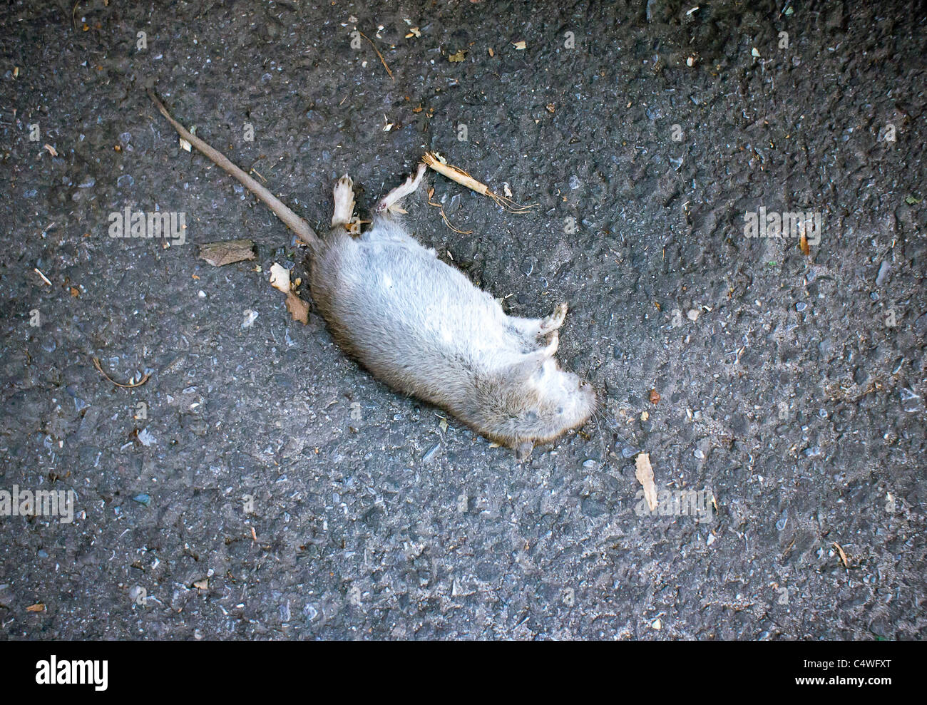 Eine tote Ratte ist auf Sonntag, 19. Juni 2011 auf der Straße in New York gesehen. (© Richard B. Levine) Stockfoto