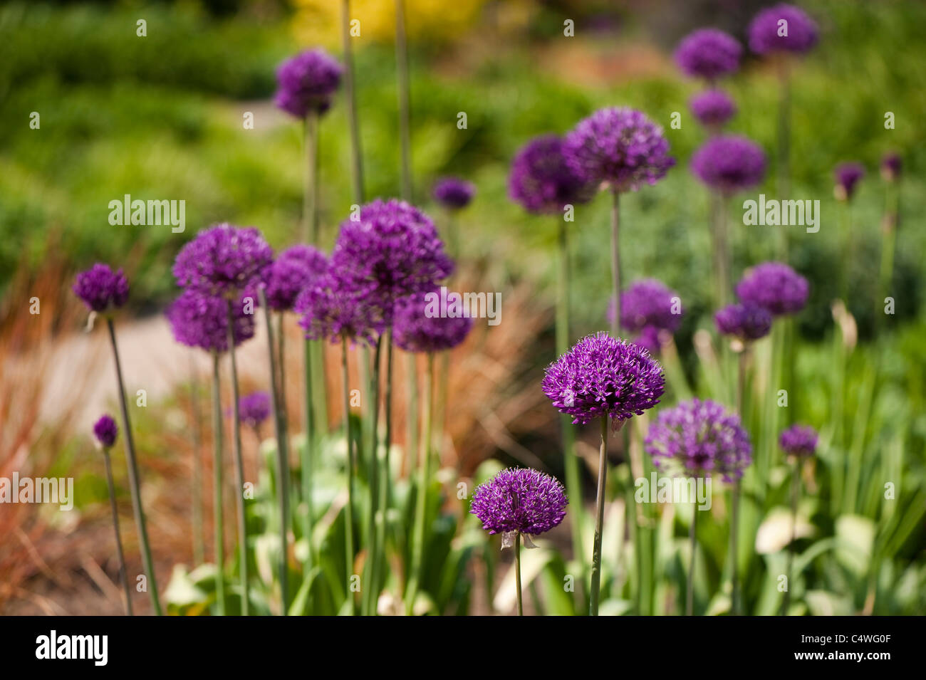 Allium Hollandicum 'Purple Sensation' in Blüte Stockfoto