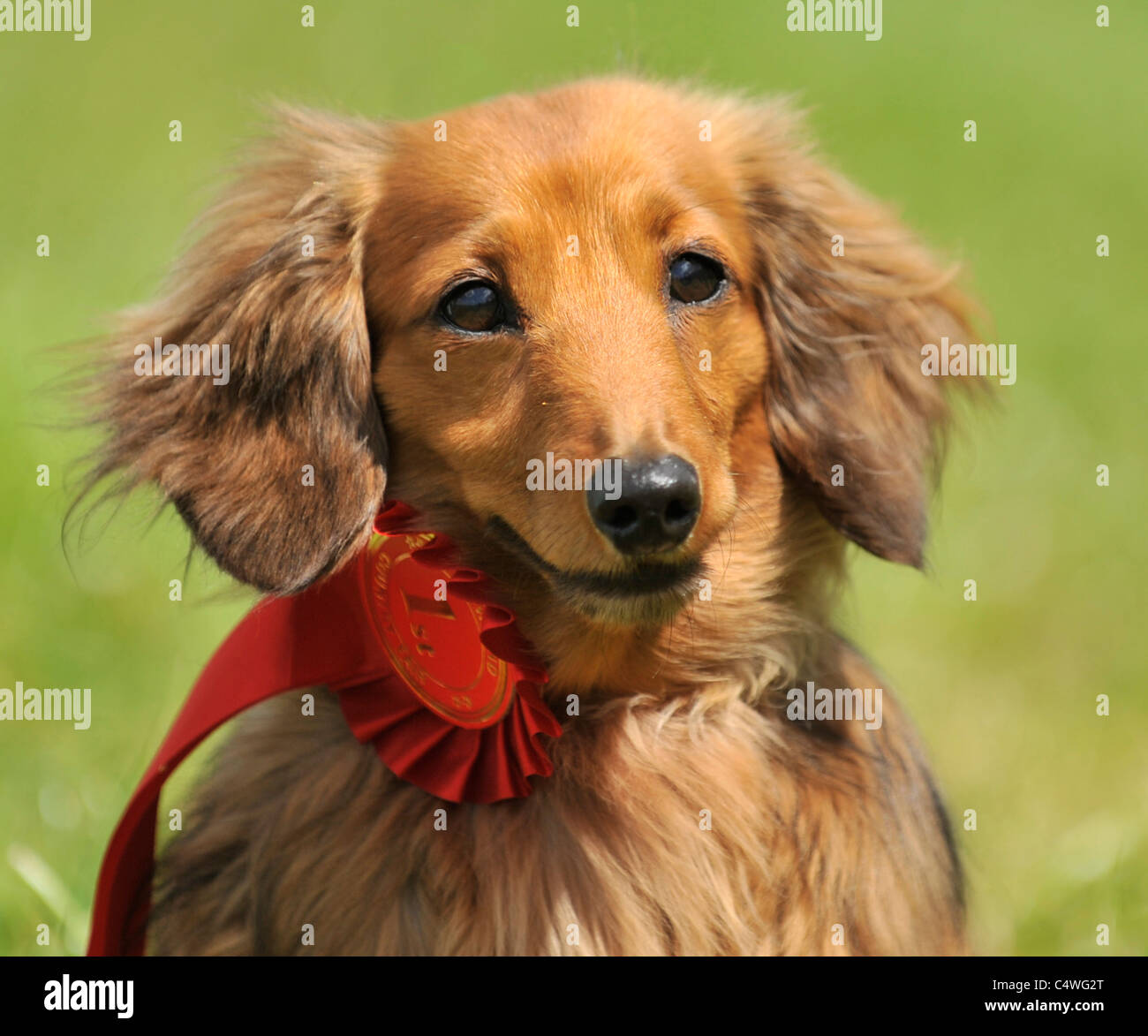 Dackel-Preisträger Hundeausstellung Stockfoto