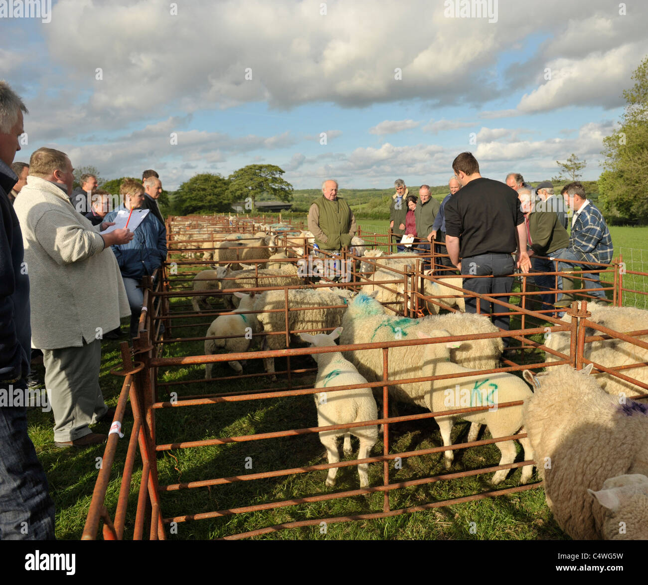 Schaf-Verkauf Stockfoto