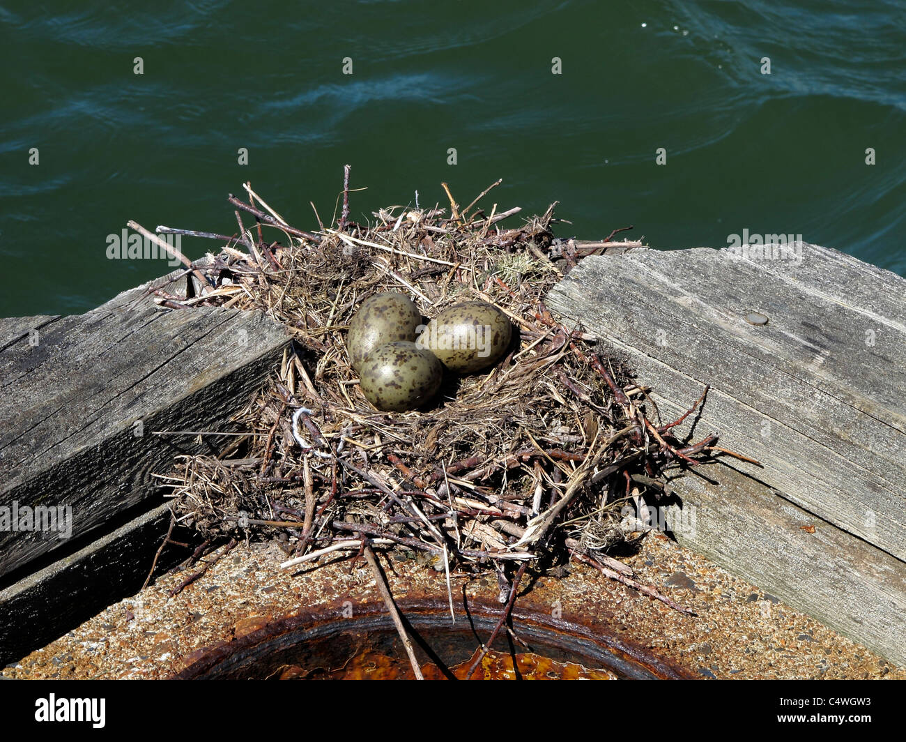 Scandinavia Finnland finnische Naantali Alter Stadt Vogel nest mit Eiern am Ostsee-Hafen Stockfoto