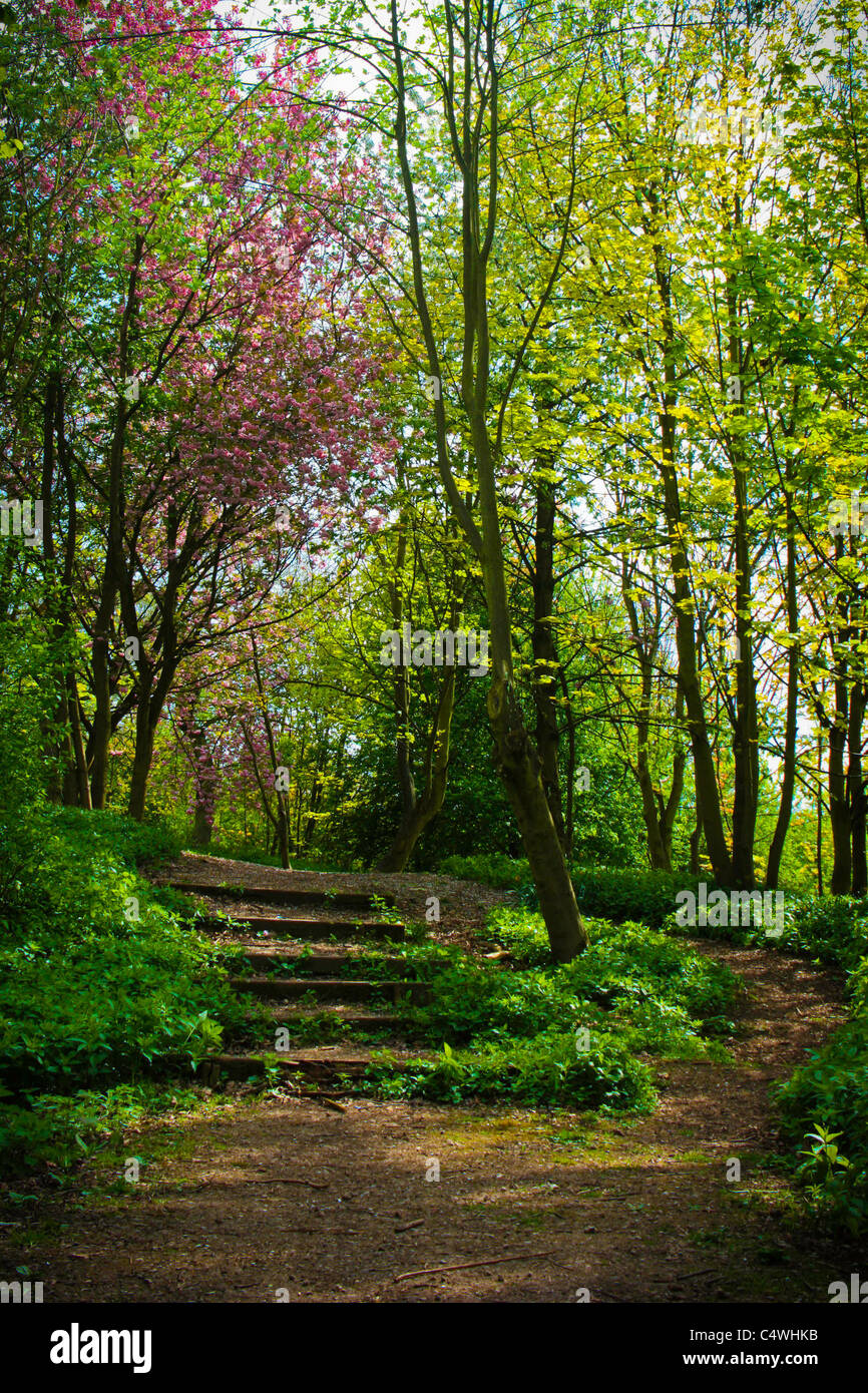 Schritte im Castle Hills Holz, Gainsborough, Lincolnshire, England, Vereinigtes Königreich Stockfoto