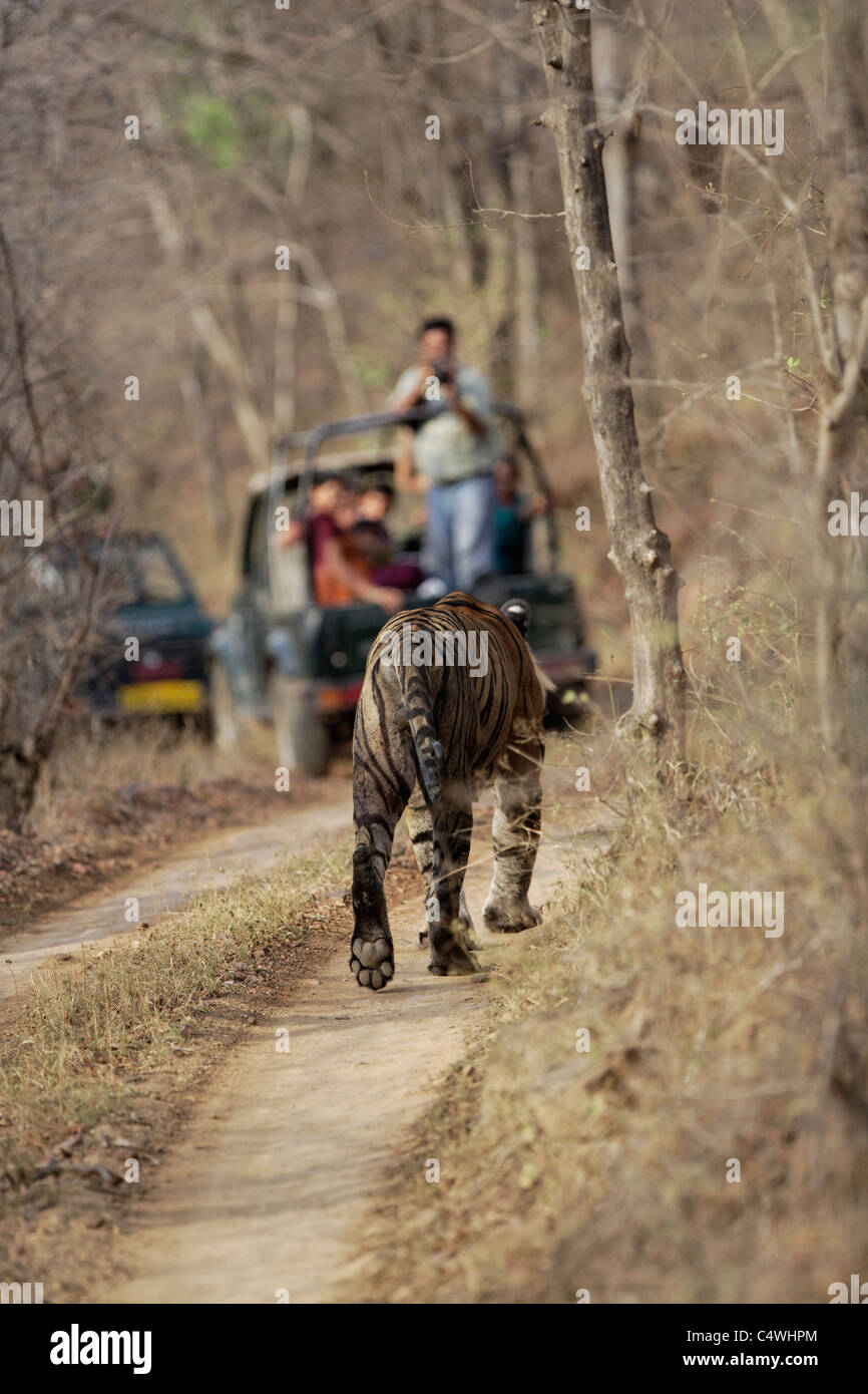 Ein Bengal Tiger bewegte touristische beobachten und Fotografieren von Safaris im Ranthambore Tiger Reserve (Panthera Tigris) Stockfoto